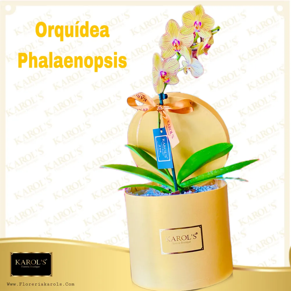 Orquídeas amarillas