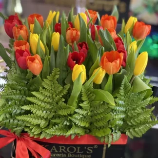 Tulipan versatil