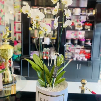 Orquidea phalaenopsis