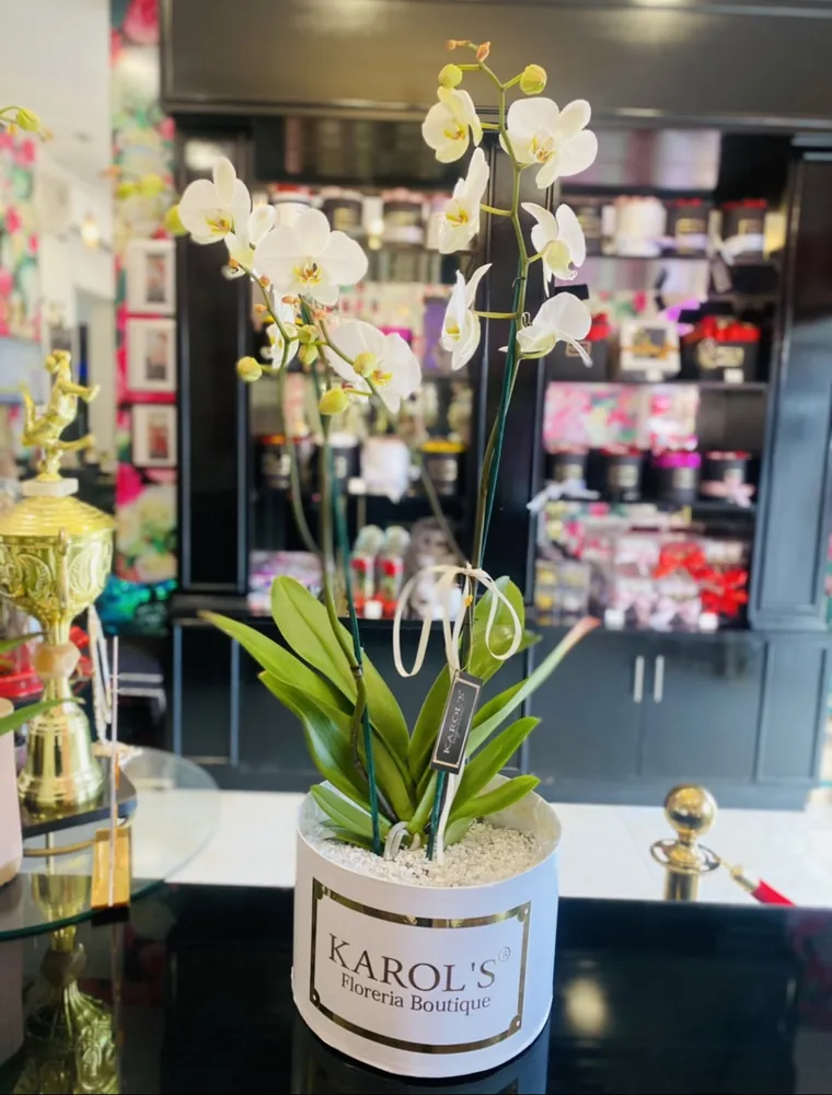 Orquidea phalaenopsis
