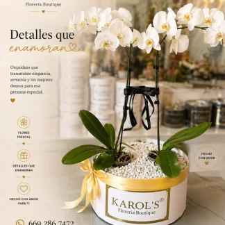 TULIPANES Y ORQUIDEAS